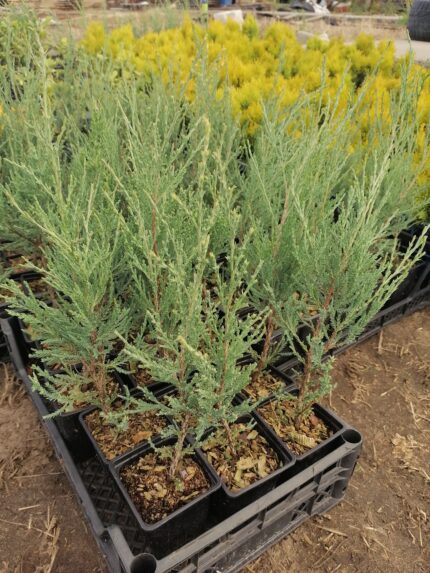 Можжевельник скальный "Блю Эрроу"